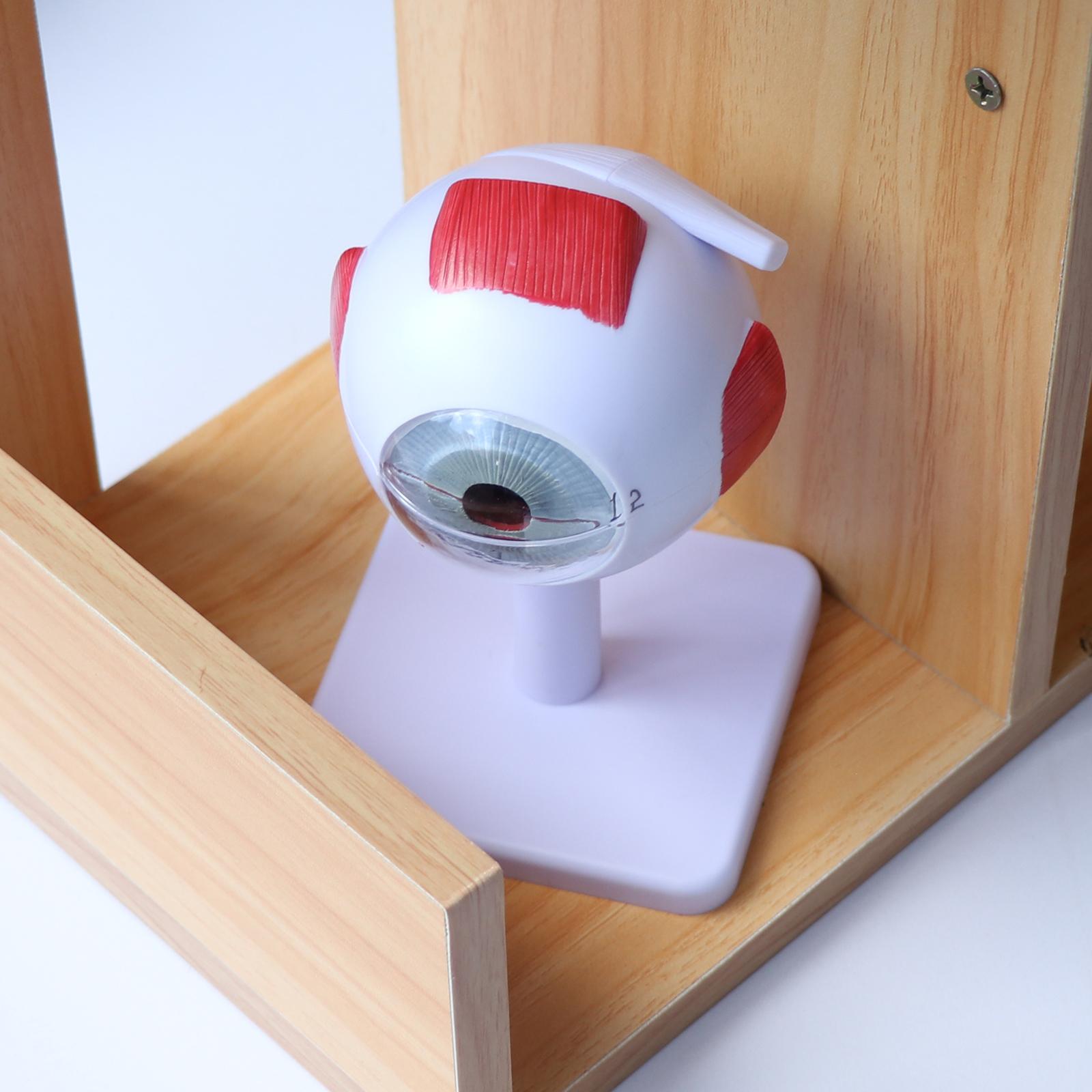 Medical Lab Study - Human Eye Ball Model Anatomical Study