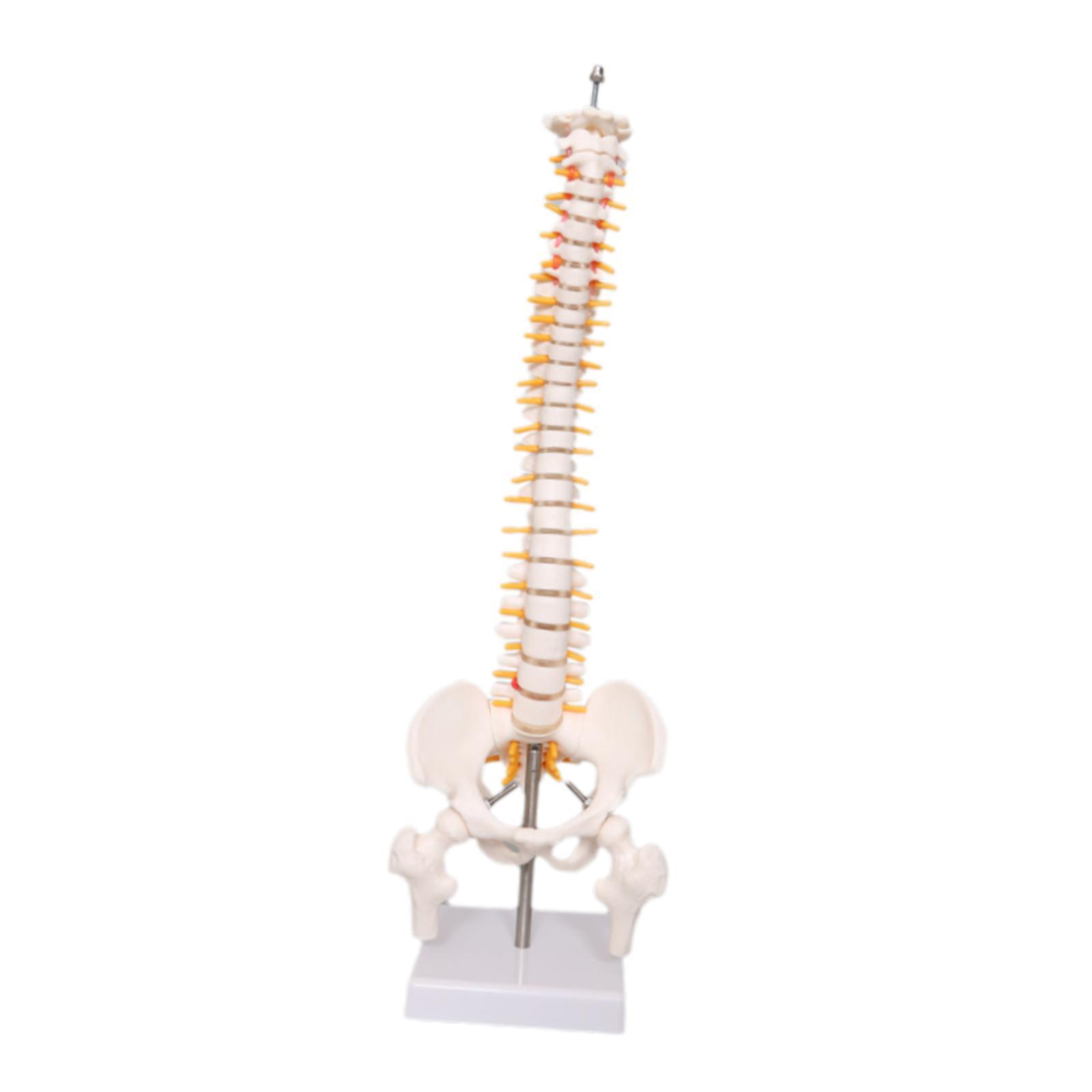 Spine Model Education Tool Lea - Medical Lab Study reseña y precio