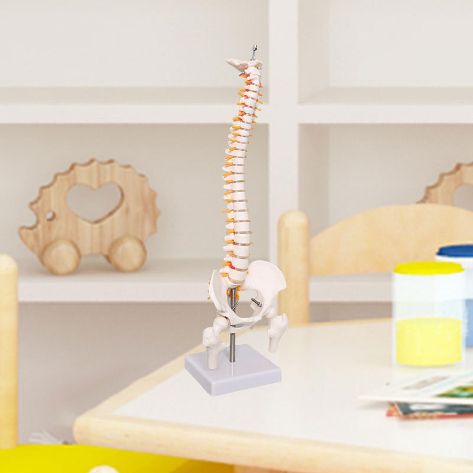 Spine Model Education Tool Lea - Medical Lab Study reseña y precio