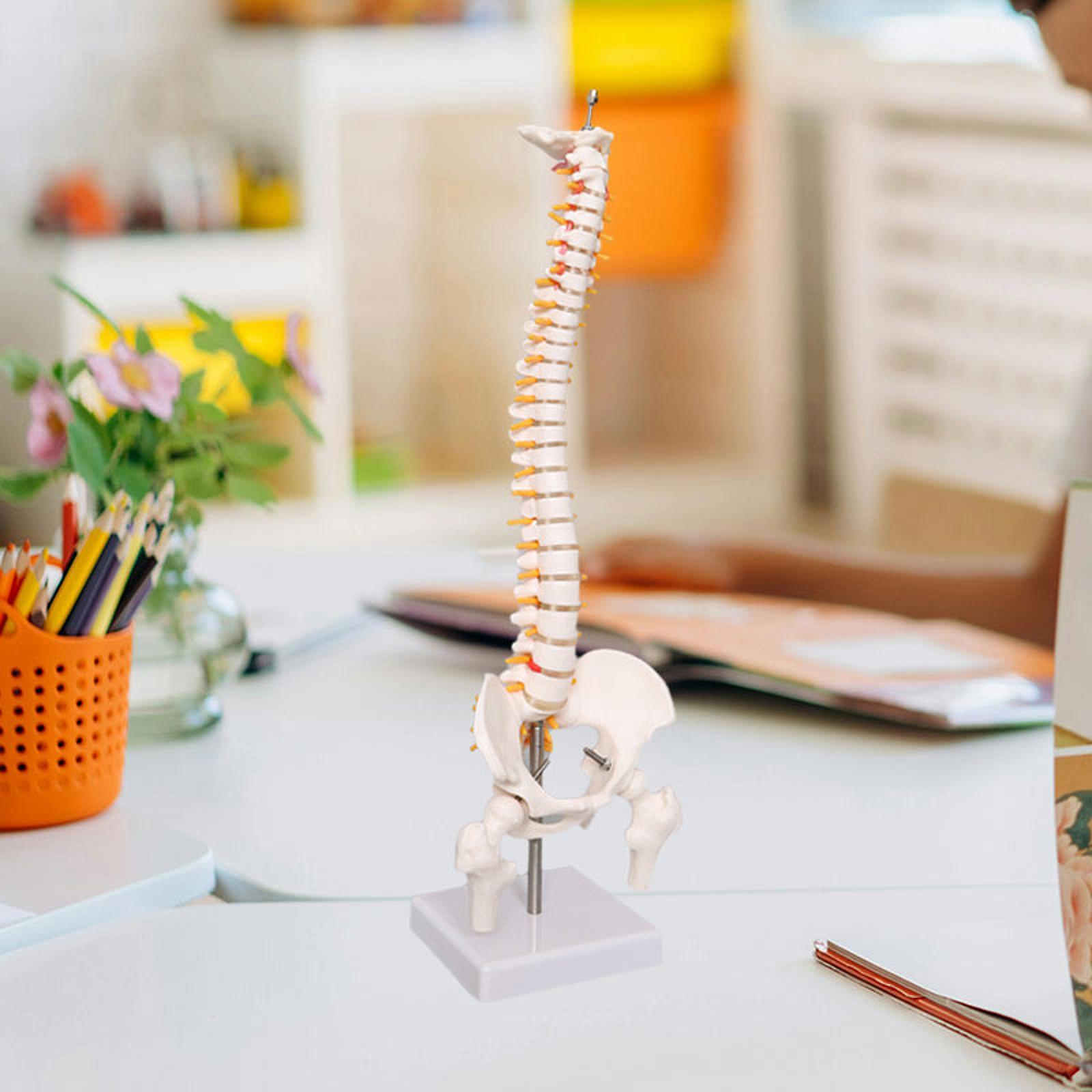 Spine Model Education Tool Lea - Medical Lab Study reseña y precio