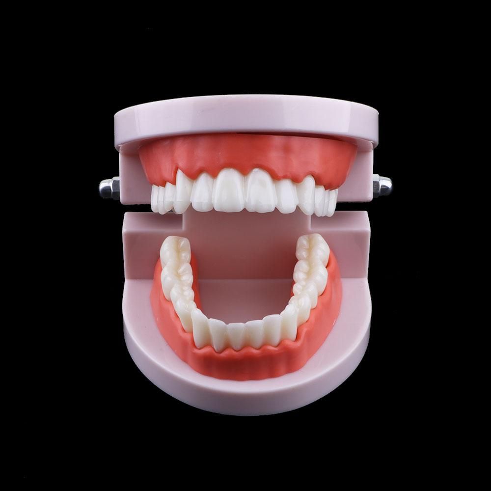 Adult Lab Typodont Demonstrati - Medical Lab Study reseña y precio