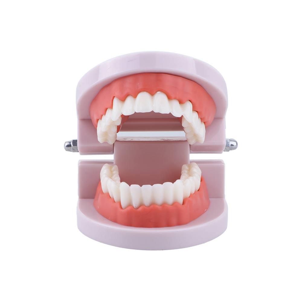Adult Lab Typodont Demonstrati - Medical Lab Study reseña y precio