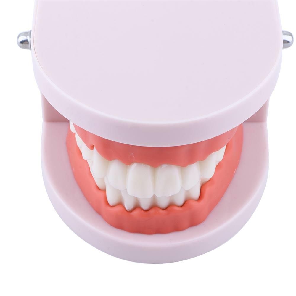 Adult Lab Typodont Demonstrati - Medical Lab Study reseña y precio