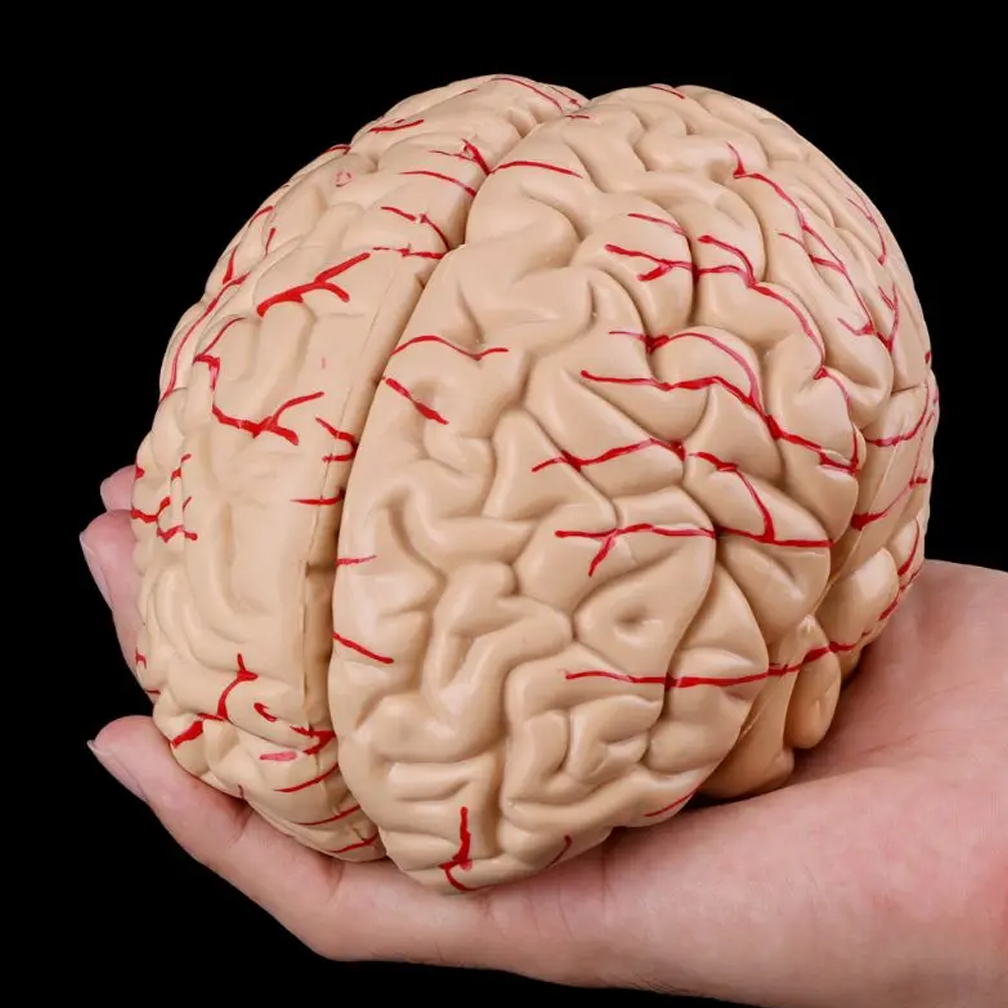 Man Woman Brain Model Life Siz - Medical Lab Study reseña y precio