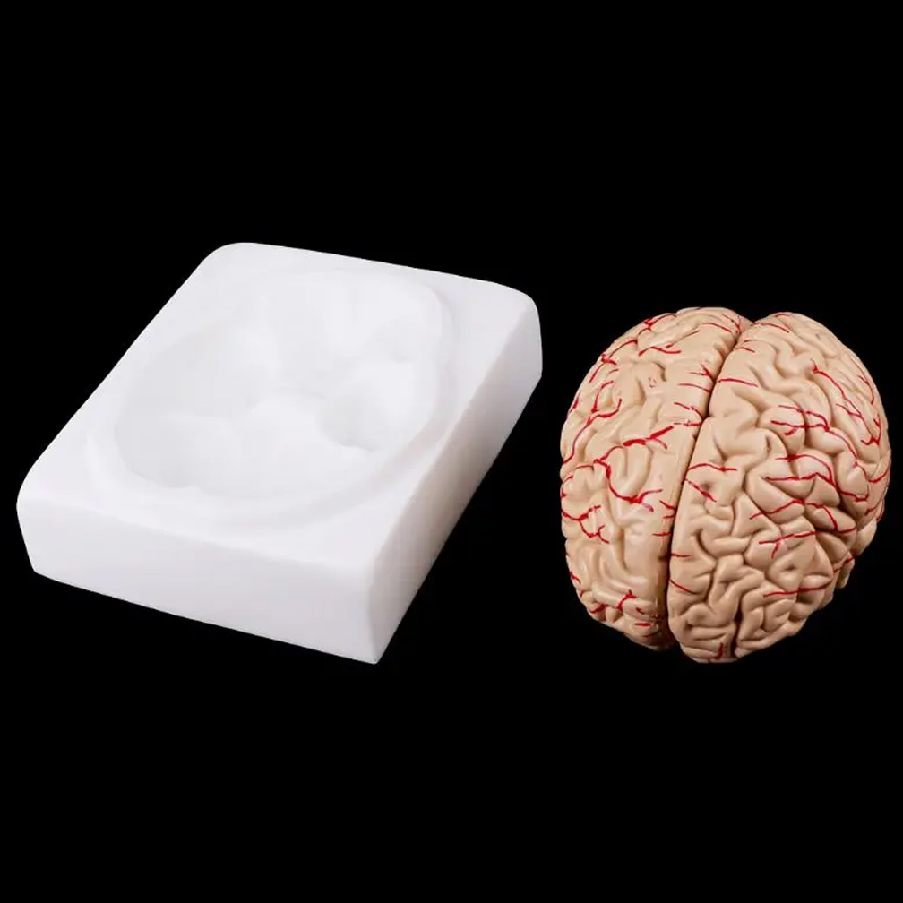 Man Woman Brain Model Life Siz - Medical Lab Study reseña y precio