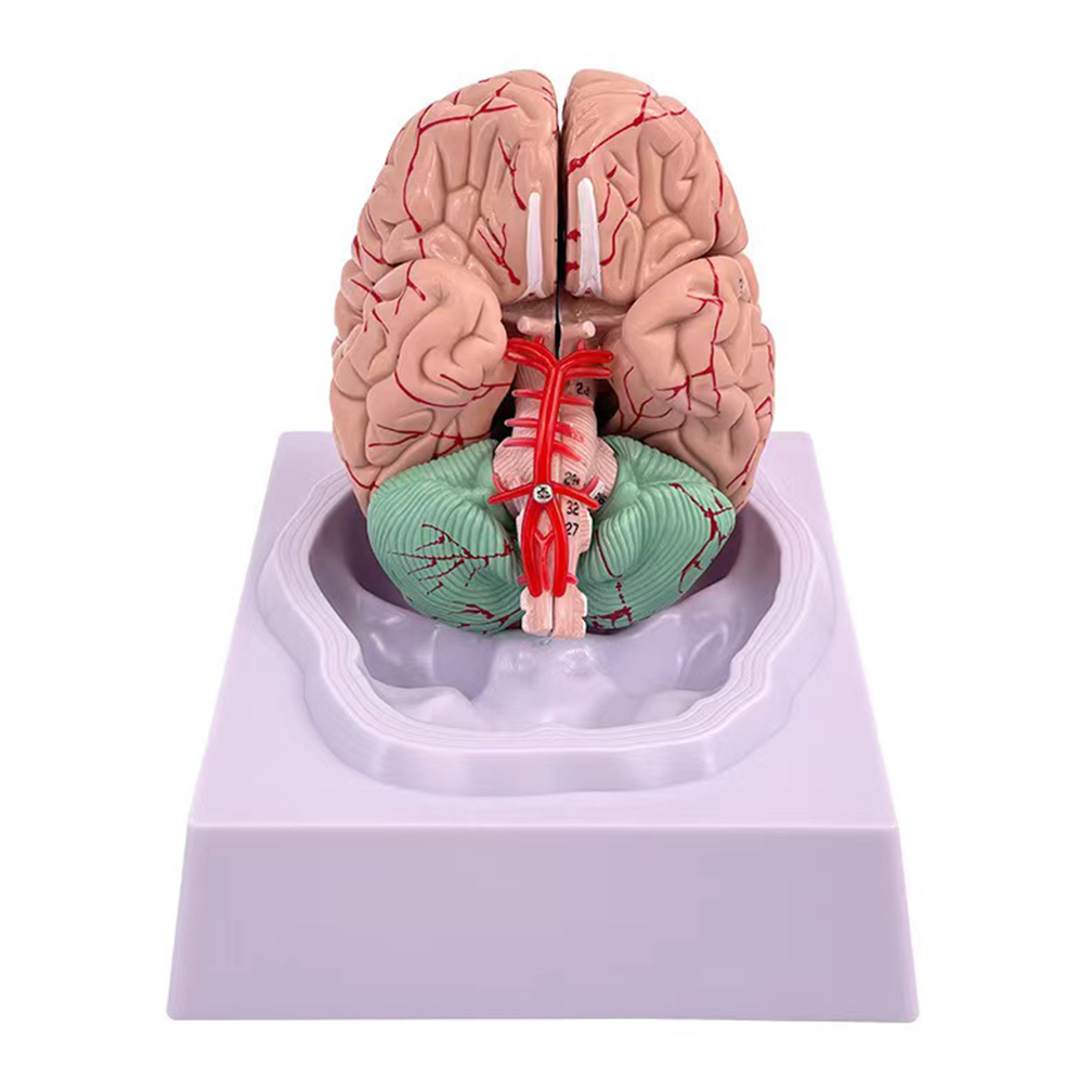 Man Woman Brain Model Life Siz - Medical Lab Study reseña y precio