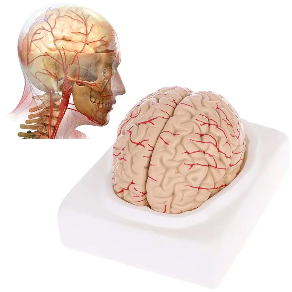 Human Life Size Brain Anatomy  - Medical Lab Study reseña y precio
