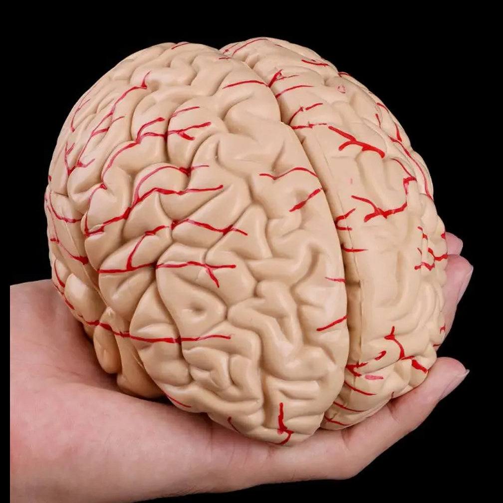 Human Life Size Brain Anatomy  - Medical Lab Study reseña y precio