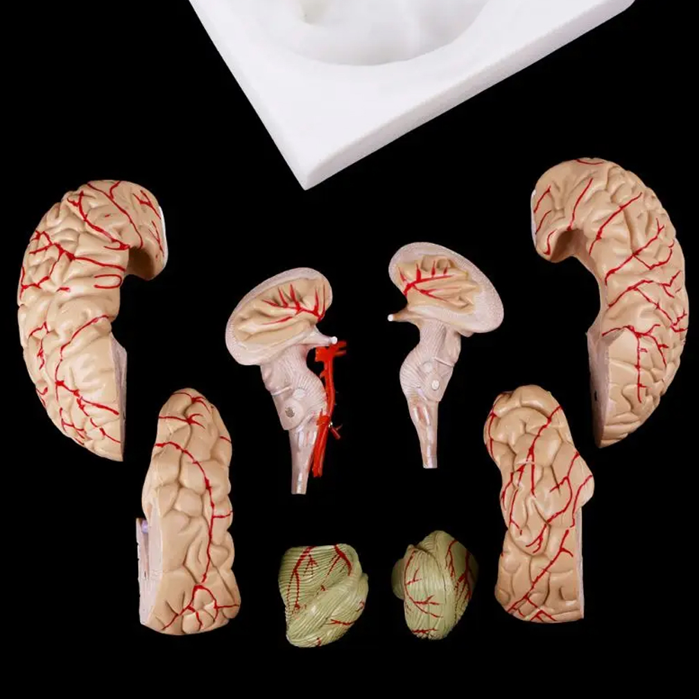 Human Life Size Brain Anatomy  - Medical Lab Study reseña y precio