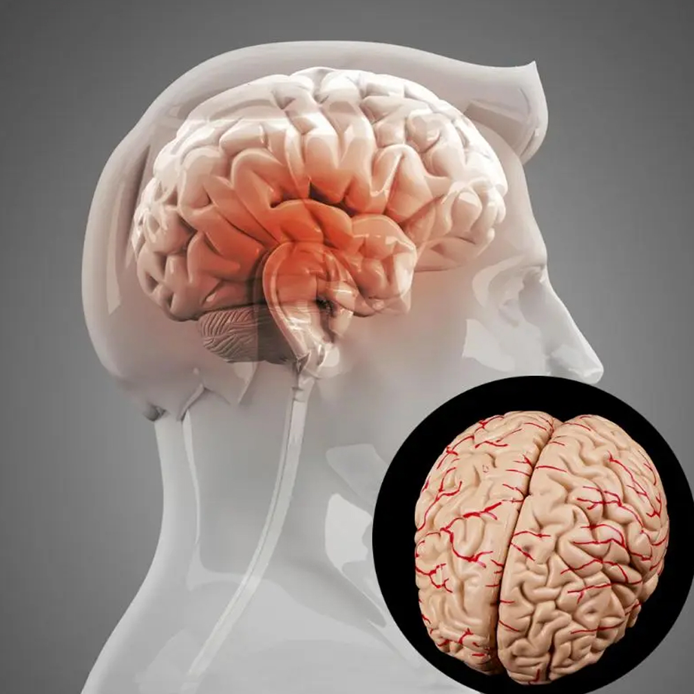 Human Life Size Brain Anatomy  - Medical Lab Study reseña y precio