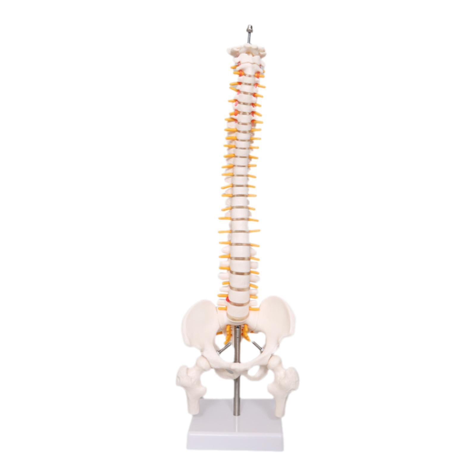 Human Spine Model 17.7inch for - Medical Lab Study reseña y precio