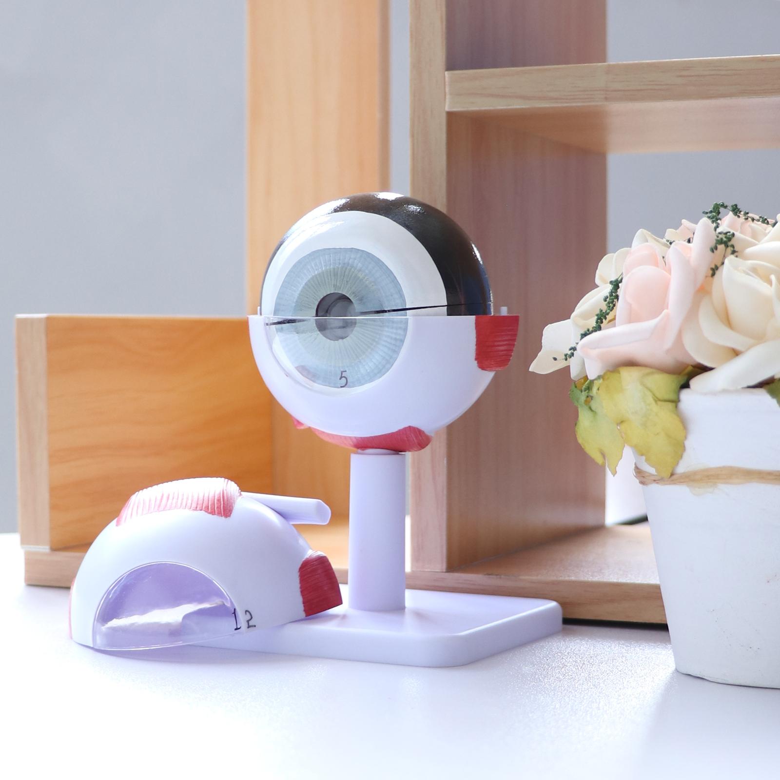 Human Eye Ball Model Anatomica - Medical Lab Study reseña y precio