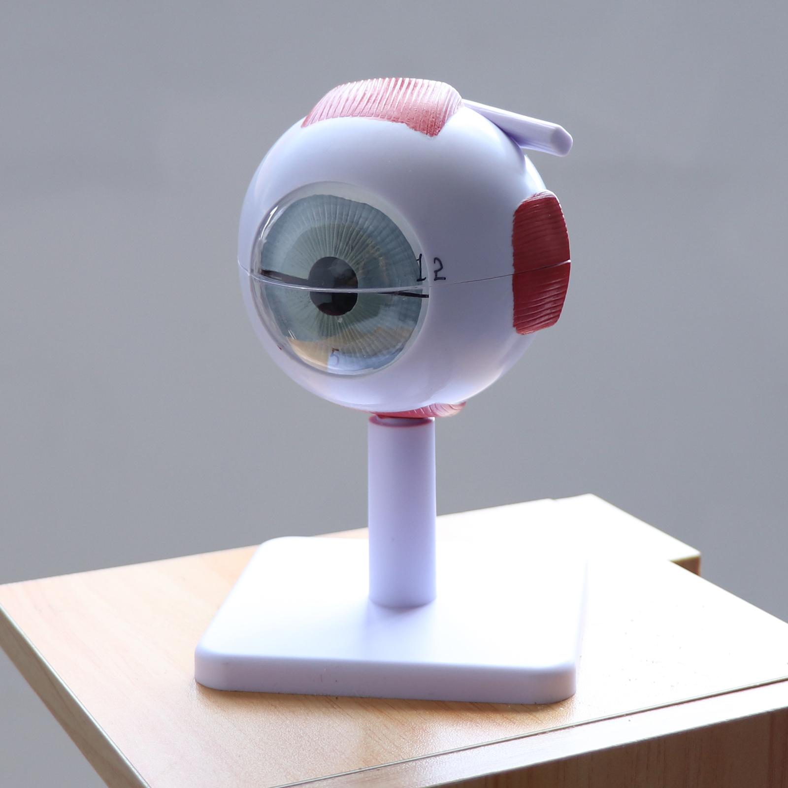 Human Eye Ball Model Anatomica - Medical Lab Study reseña y precio