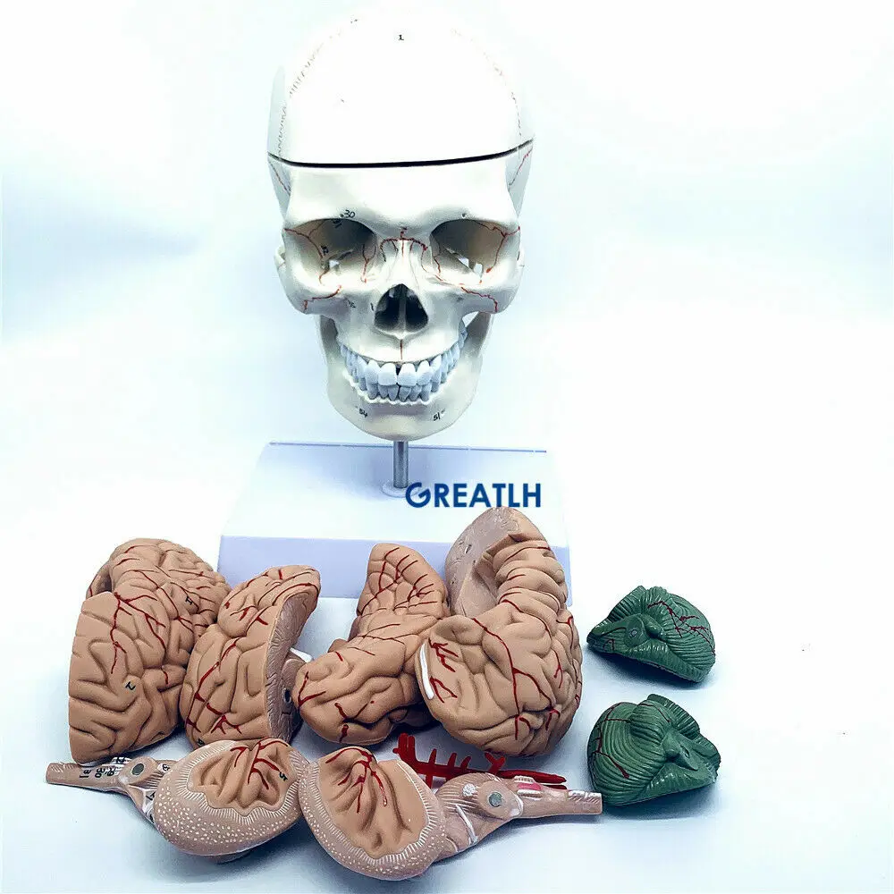 GREATLH Brain Anatomical Model - Medical Lab Study reseña y precio