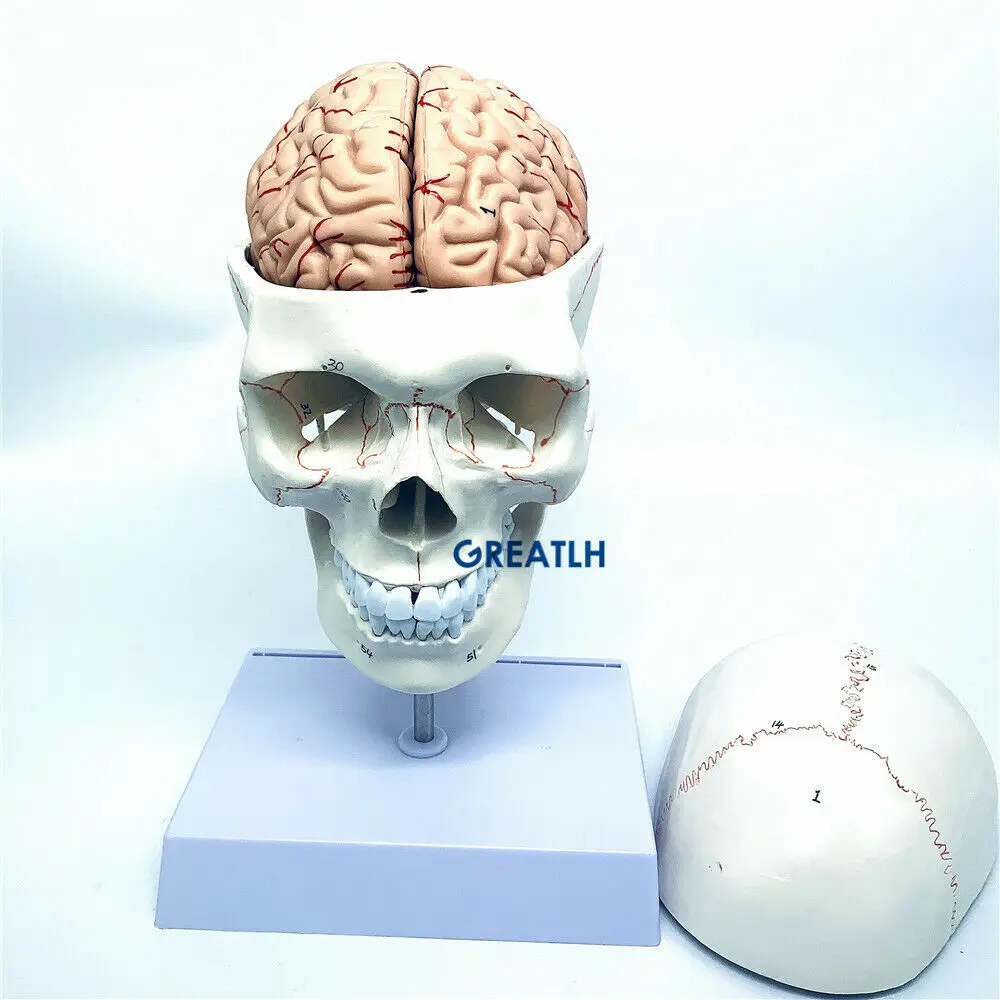 GREATLH Brain Anatomical Model - Medical Lab Study reseña y precio