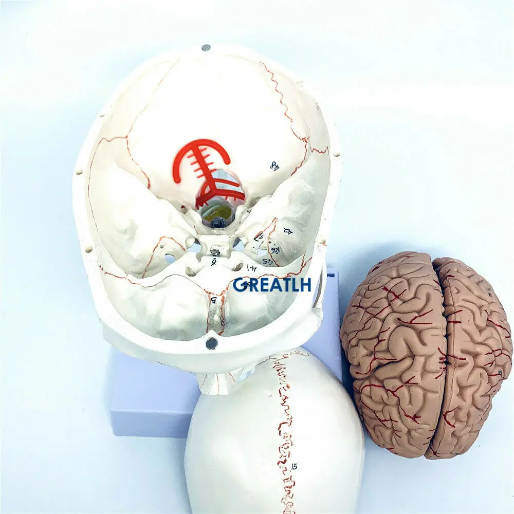 GREATLH Brain Anatomical Model - Medical Lab Study reseña y precio