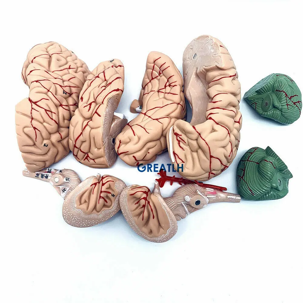 GREATLH Brain Anatomical Model - Medical Lab Study reseña y precio