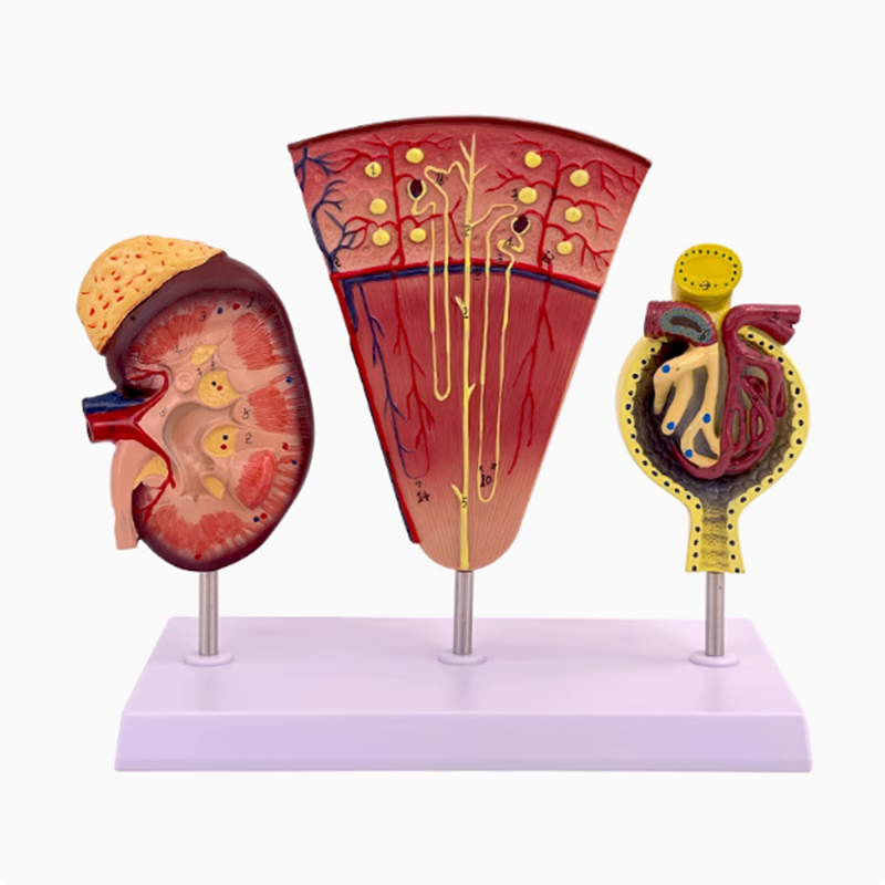 Kidney Model Structure Glomeru - Medical Lab Study reseña y precio