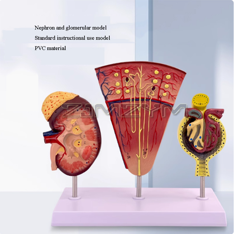 Kidney Model Structure Glomeru - Medical Lab Study reseña y precio