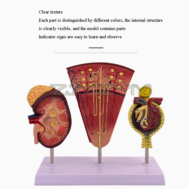 Kidney Model Structure Glomeru - Medical Lab Study reseña y precio