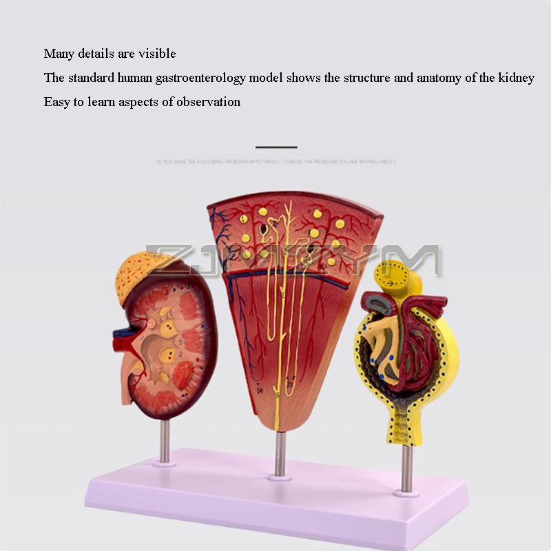 Kidney Model Structure Glomeru - Medical Lab Study reseña y precio