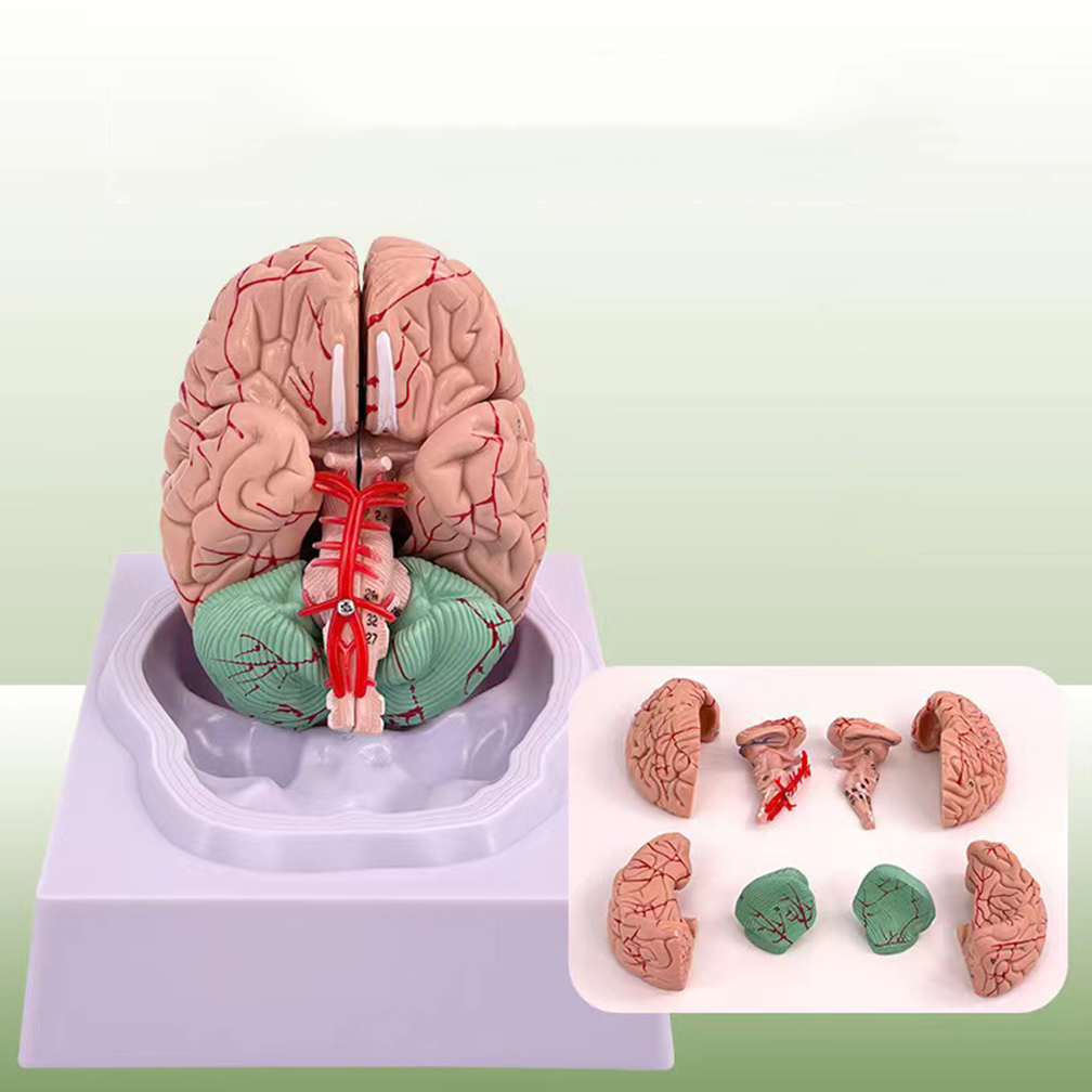 Human Life Size People Brain F - Medical Lab Study reseña y precio
