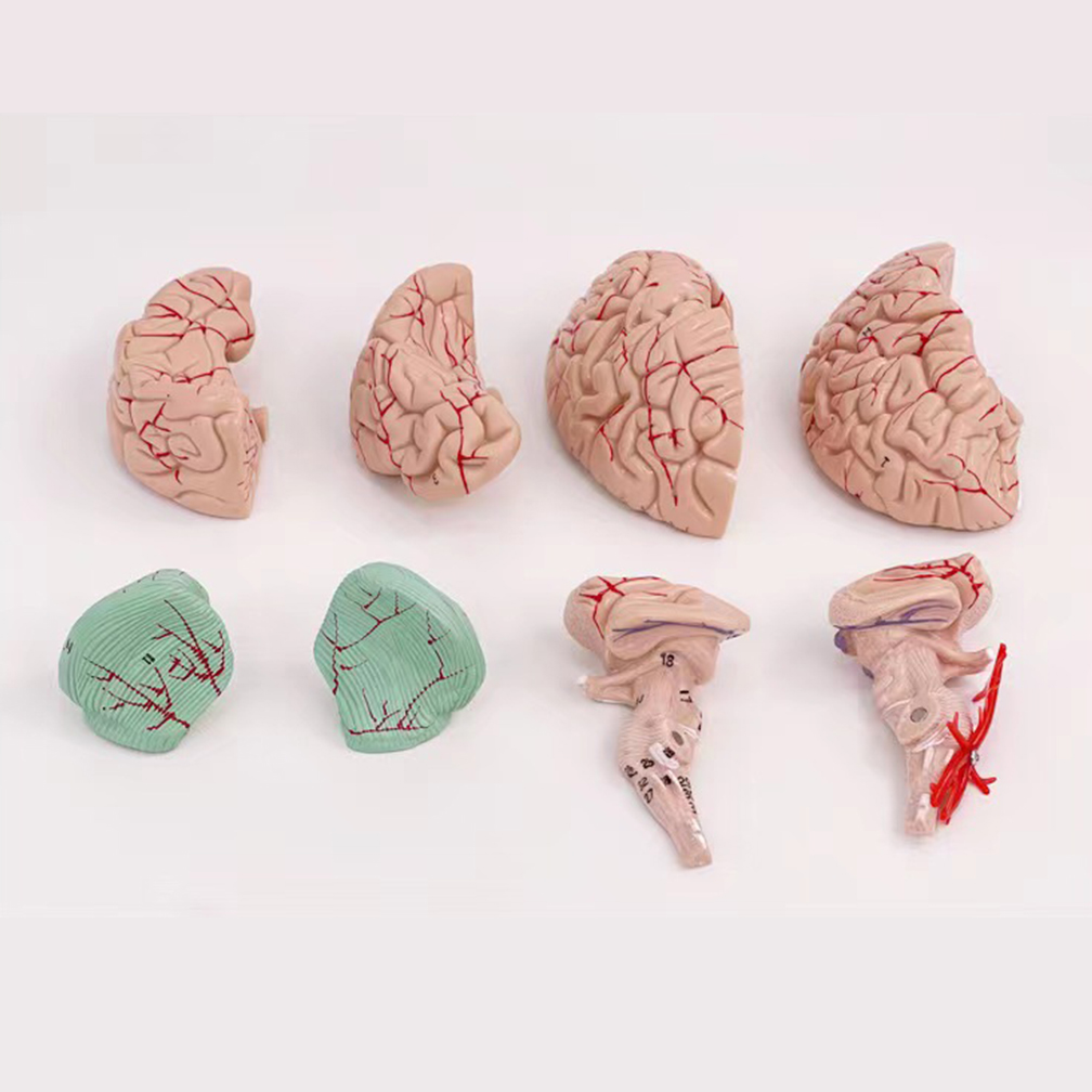 Human Life Size People Brain F - Medical Lab Study reseña y precio