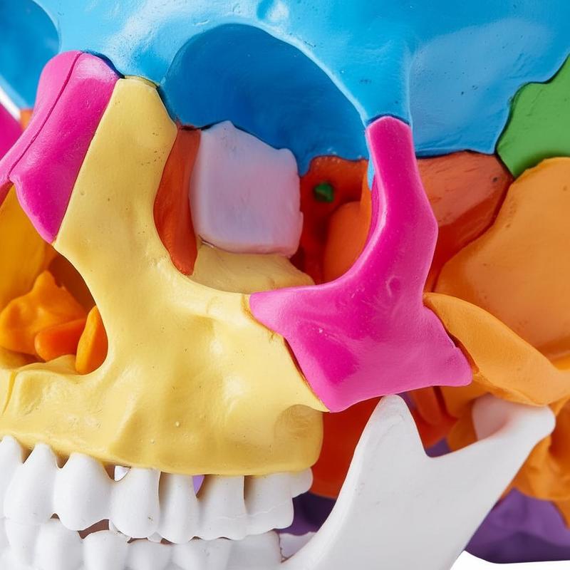 Anatomy Cranium Replica 1:1 Sc - Medical Lab Study reseña y precio